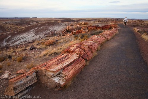 A long log right along the Crystal Forest Trail, Petrified Forest National Park, Arizona