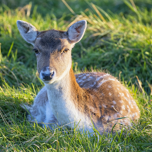 Deer, Phoenix Park, Dublin