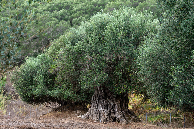 Old olive tree in Corfu - 1501