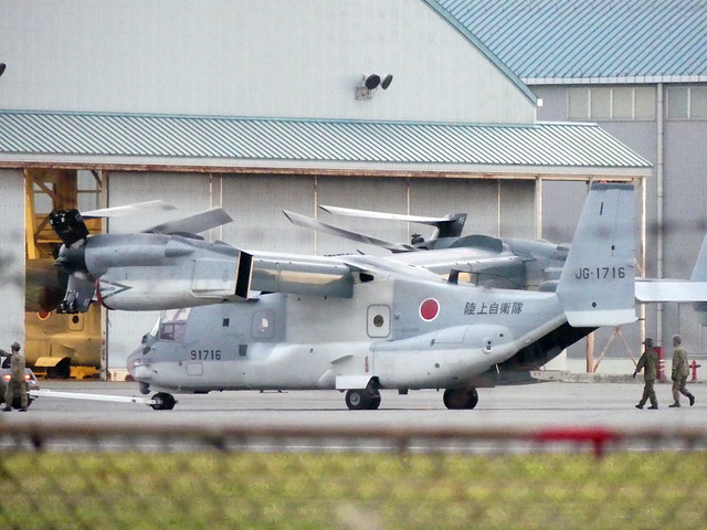 Japanese Osprey at Kisarazu
