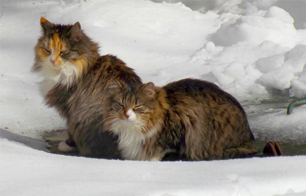 Cold Cats