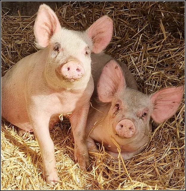 Two Piglets ...