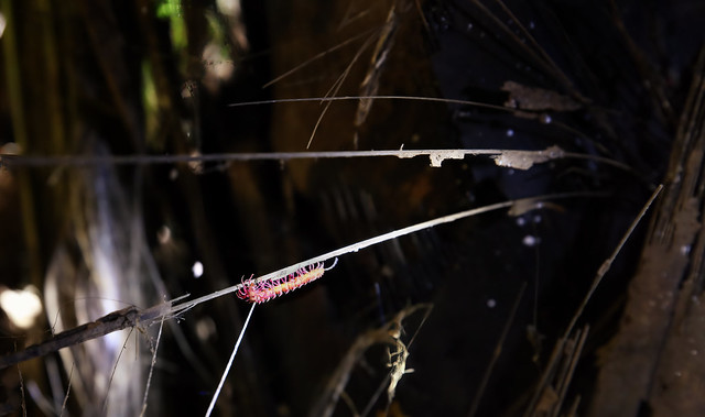 Recently discovered in the heart of Hup Pa Tat: the vivid charm of the Pink Dragon Millipede