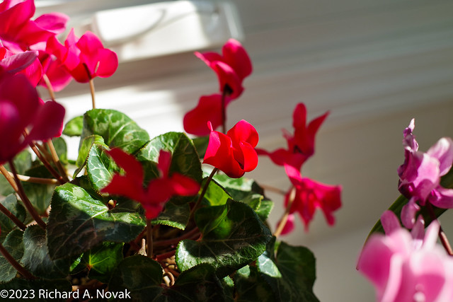 Happier times with the cyclamen