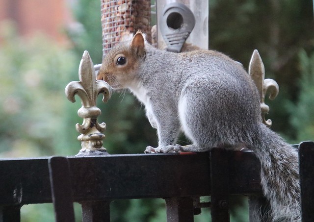 Grey Squirrel, Bedford 20231222