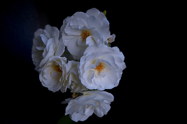 My white roses