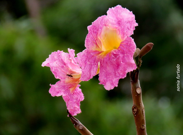 Quinta-flower
