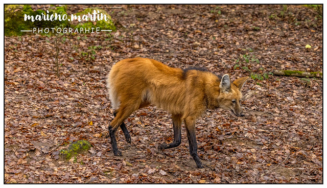 Loup à crinière