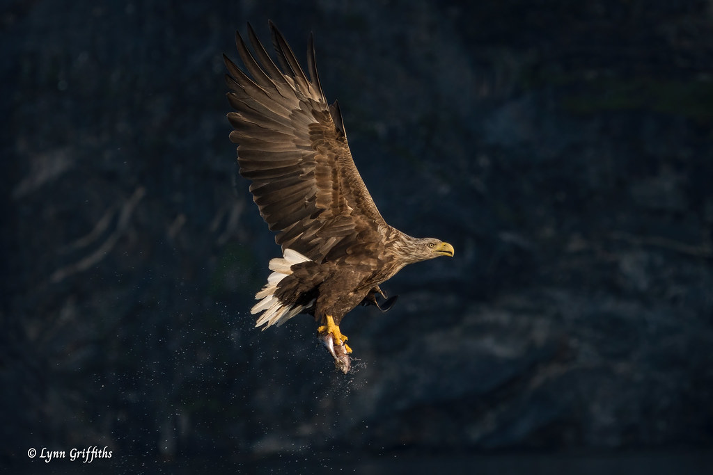 White-tailed Eagle 504_7035.jpg