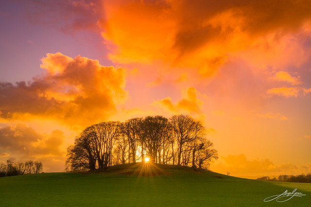 Llangefni, Anglesey - Stand of trees at sunset on a winter's day.