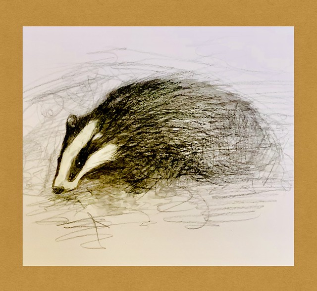 Badger drawing from my sketchbook. Wash and Luminance pencil by jmsw .