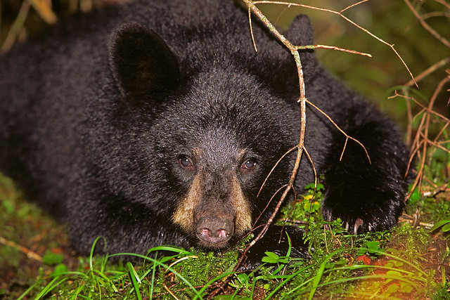 One Of Three Black Bear Cubs Resting Back In A Cedar Swamp