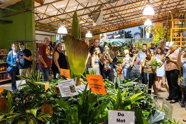 Crowd Watching the Corpse Flower