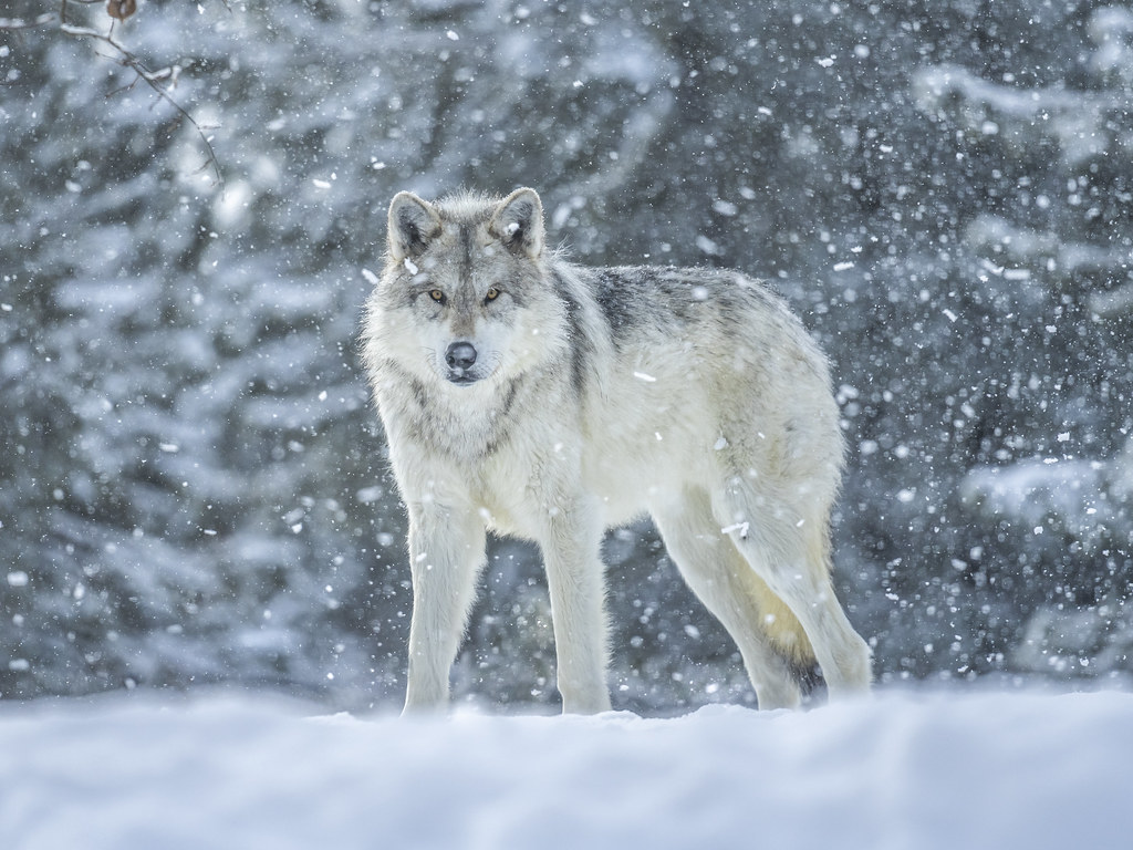 Beautiful Gray Wolf West Yellowstone Montana Winter Snow Wolfpack Sony A1 ILCE-1 Fine Art Wolves Apex Predator Photography! Canis Lupus Sony Alpha 1 West Yellowstone Snow Elliot McGucken Fine Art Wildlife Alpha1