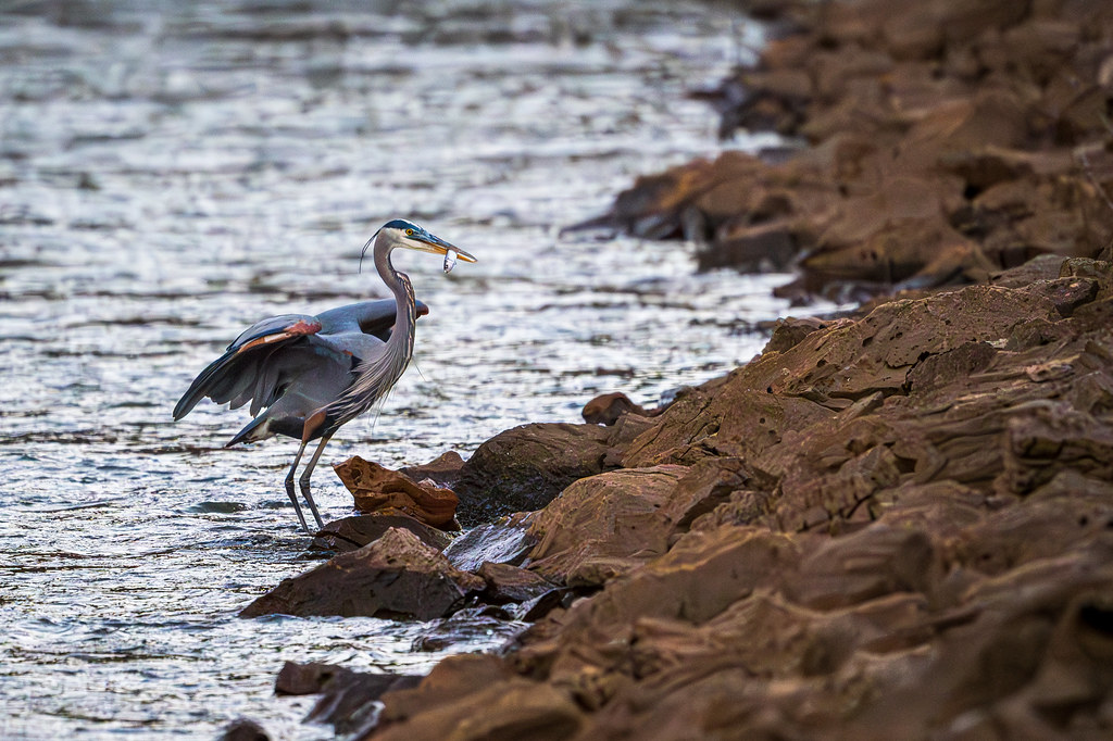 Great blue heron with catch
