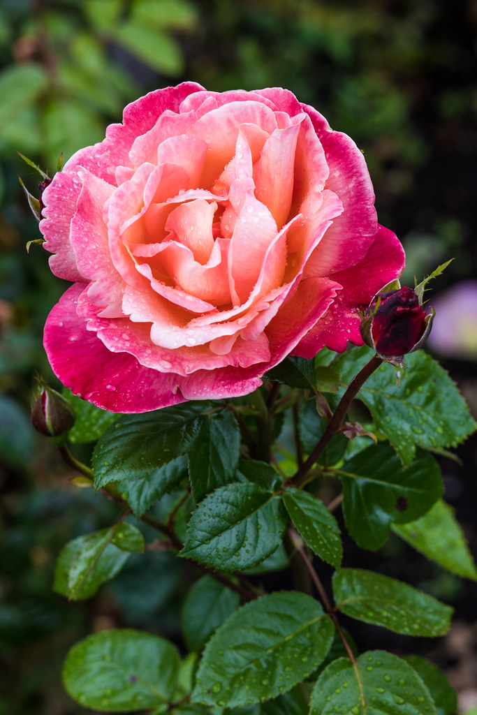 Garden Rose Under Rain