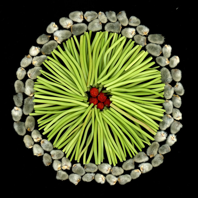 64193.02 Tropaeolum majus 'Jewel Mix', Convallaria majalis, Salix discolor