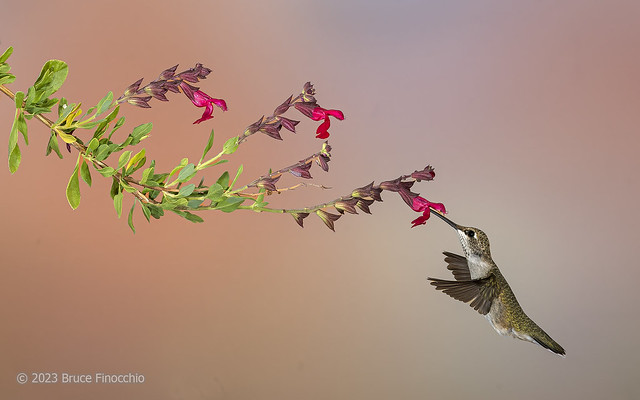 Female Black-chinned Hummingbird Feeding On Autumn Sage