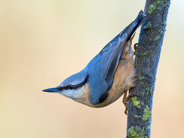 Cold and Frosty Nuthatch