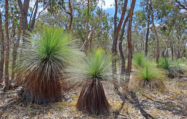 Austral Grass-Tree - Xanthorrhoea australis