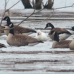 Ross's Goose (Anser rossii) 2024-01-12 (9) Ross&#039;s Goose (Anser rossii) - digiscoped - 12 January 2024 - Spring Brook Wetlands at Springport Road, Springport Township, Jackson County, Michigan