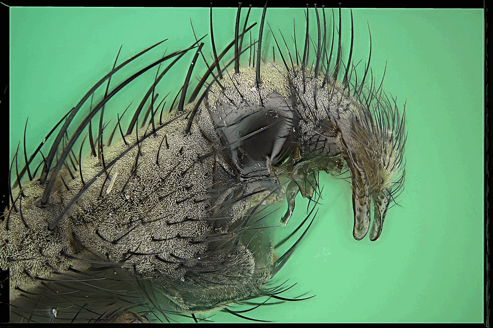 Rik Rok Insect Rocking bristles - www.photomacrography.net