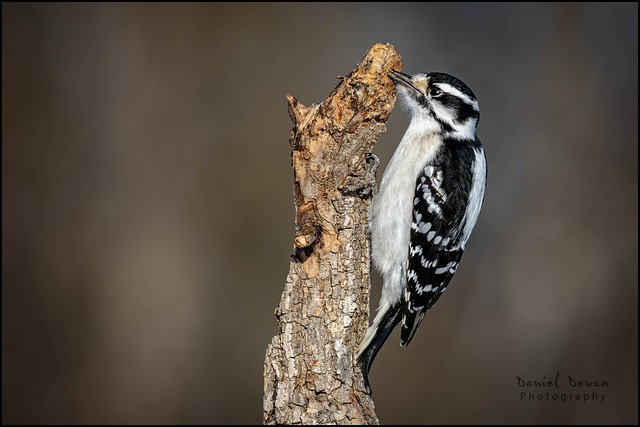 Female Hairy Woodpecker 12-366 2024