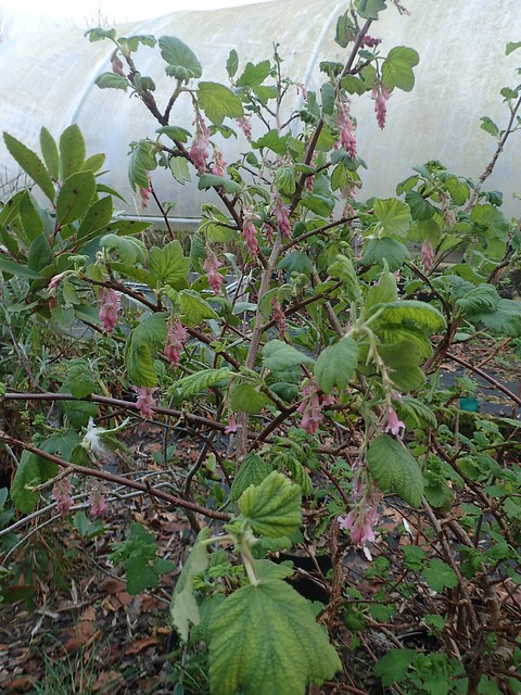 Ribes malvaceum