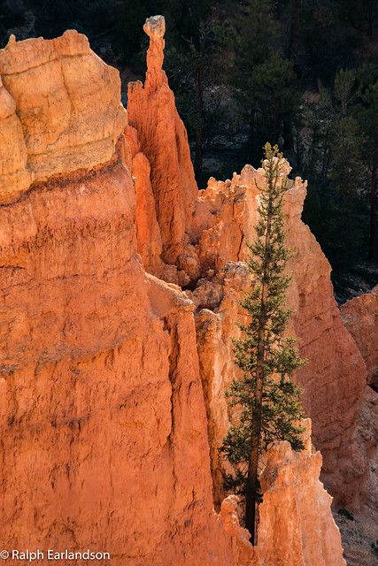 Lone Tree on Bryce Canyon's Inspiration Point