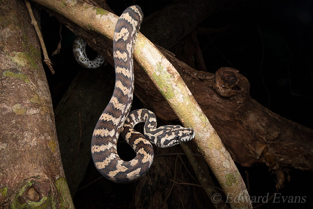 Jungle carpet python (Morelia spilota cheynei)