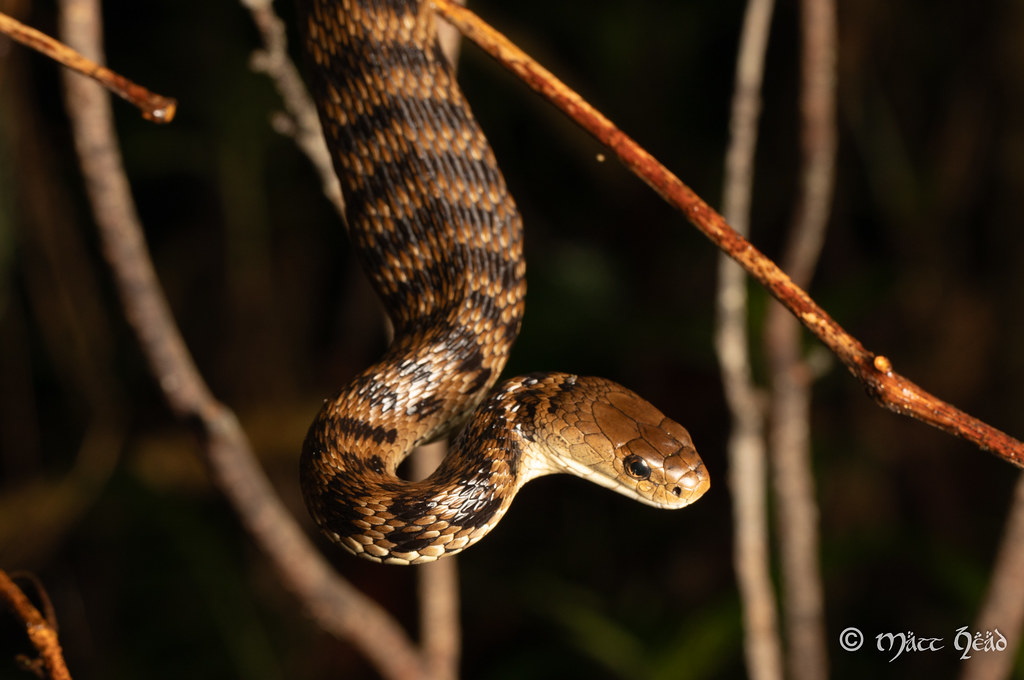 Rough-scaled snake (Tropidechis carinatus)