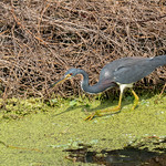 Tricolored Heron hunting at Celery Fields, Sarasota. I counted five colors, but whatever.