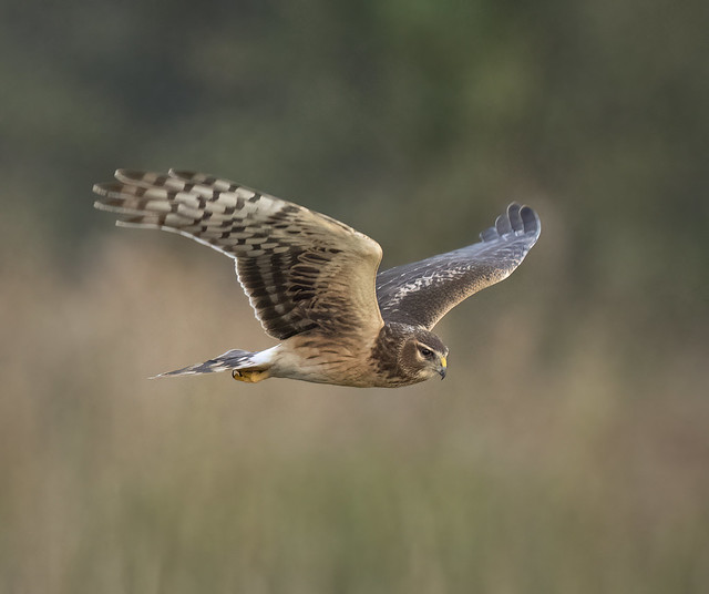 A Northern Harrier Cruises the Marsh (Explored, January 12, 2024)