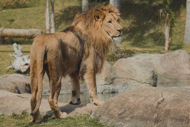 Leão AnimaliaPark