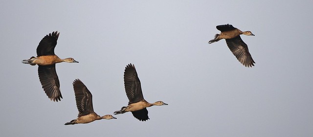 Lesser Whistling Ducks in flight