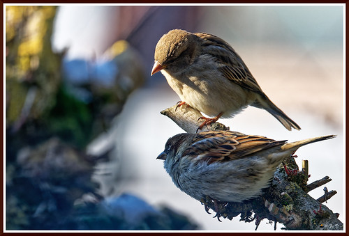 Brrr ! Pas chaud ! | by rolanddouarre