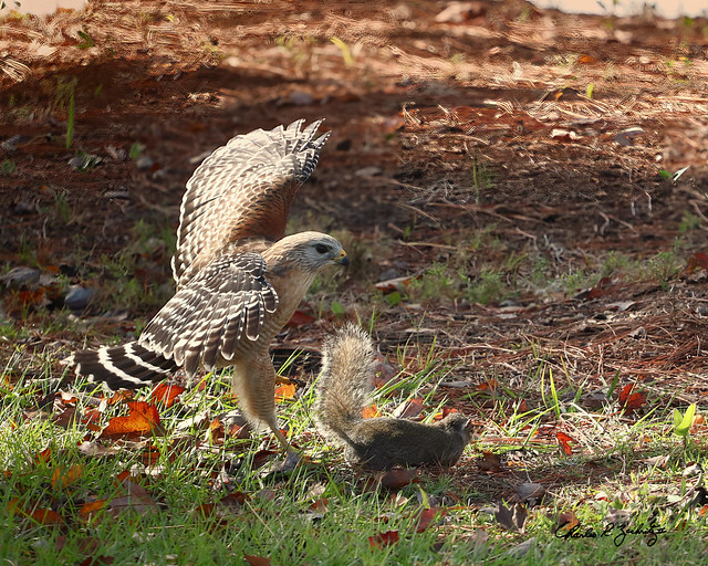 Red-shouldered Hawk vs Squirrel