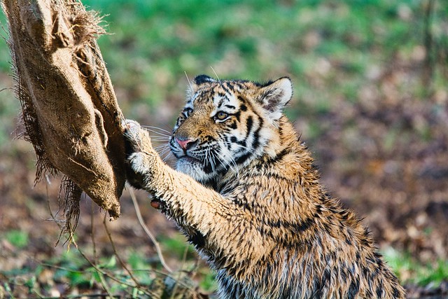 Amur tiger cub 2