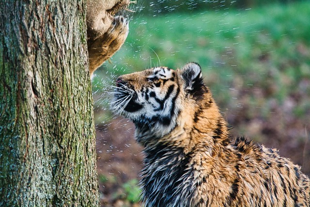 Amur tiger cub 1