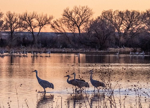 Sunset Stroll by Ridgecrest Photo, Cranes make their way into the pond for the night. This helps them protect against Coyotes.bosque n
