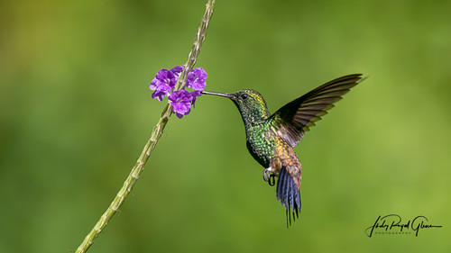 Copper-rumped hummingbird _ Verse flower _ Trinidad _ West Indies _ Judy Royal Glenn Photography