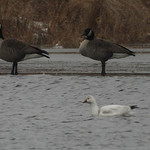 Ross's Goose (Anser rossii) 2024-01-12 (3) Ross&#039;s Goose (Anser rossii) - 12 January 2024 - Spring Brook Wetlands at Springport Road, Springport Township, Jackson County, Michigan