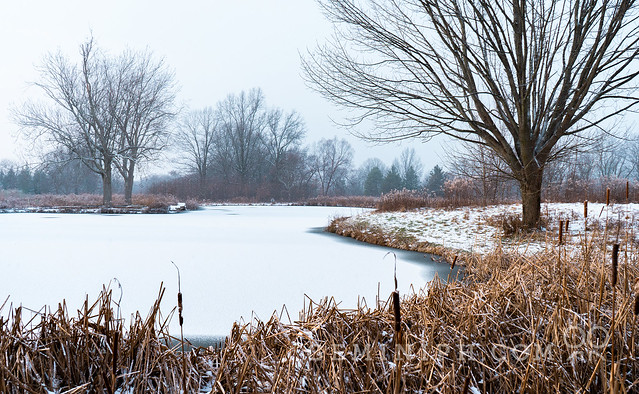 Winter Pond.