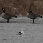 Ross's Goose (Anser rossii) 2024-01-12 (5) Ross&#039;s Goose (Anser rossii) - 12 January 2024 - Spring Brook Wetlands at Springport Road, Springport Township, Jackson County, Michigan