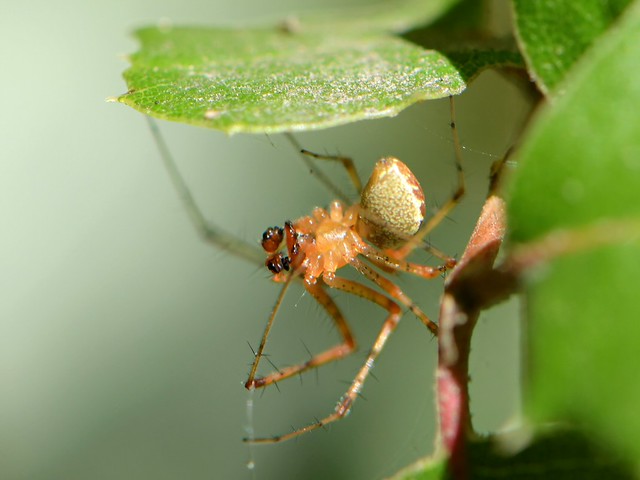 Hammock Spider with enlarged male palps