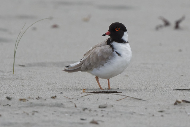 Pluvier à camail - Hooded Plover
