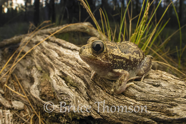 Common Spadefoot Frog (Neobatrachus sudellae)