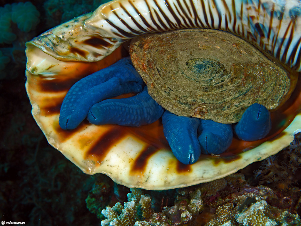 A slow meal - A shell (Charonia tritonis) devours a Blue Sea Star (Linckia laevigata)