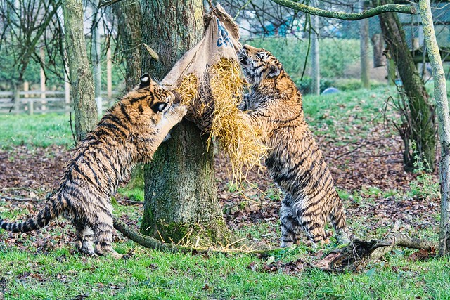 Amur tiger cubs
