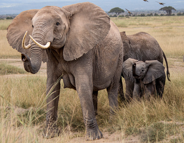 African Bush Elephants, Amboseli National Park
